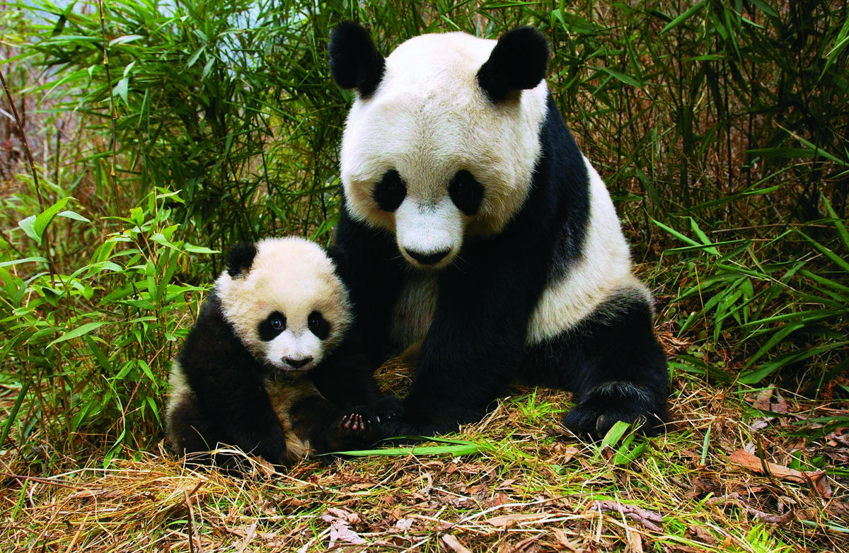 Semana Mundial do Meio Ambiente