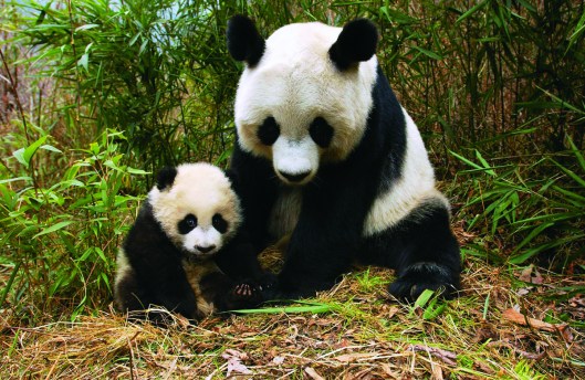 Semana Mundial do Meio Ambiente